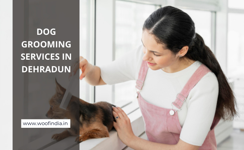 Dog Grooming Services In Dehradun